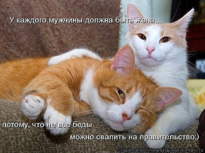 коты.jpg