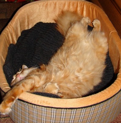 DSC03.jpg