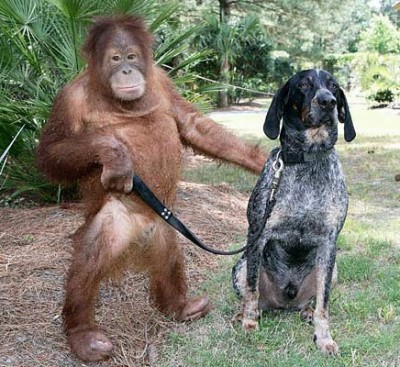 dog-orangutang3.jpg
