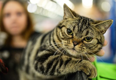 котики2.jpg