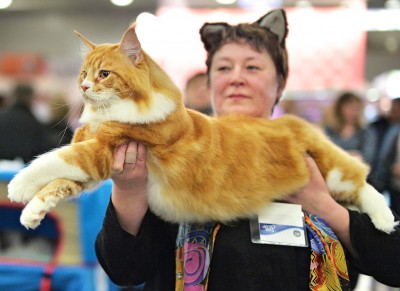 котики3.jpg