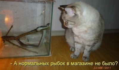 котики1.jpg