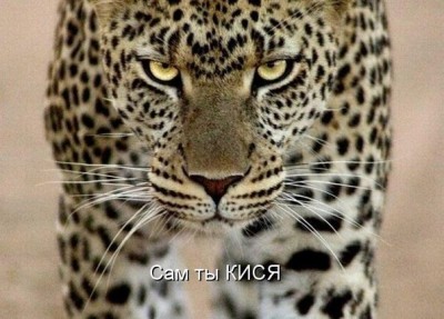 котики3.jpg