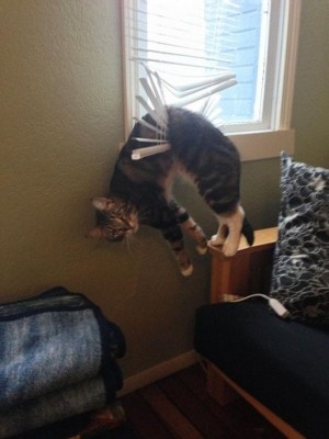 котик.JPG