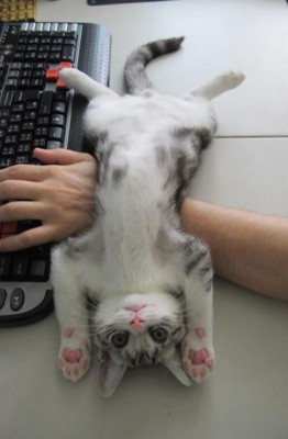 котик.JPG