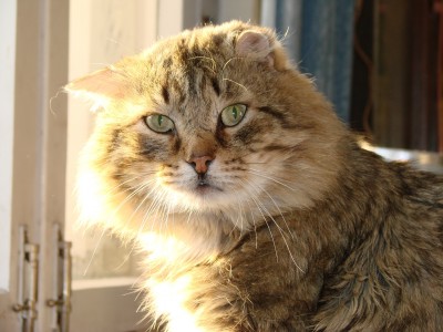 Кот1.jpg